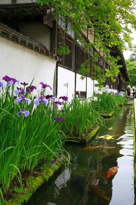 津和野花しょうぶと願成就温泉入浴