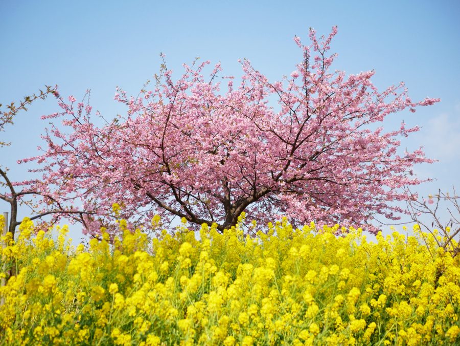 ウォーキングの後はグルメ＆温泉♪<br />
河津桜咲く笠戸島ウォーキングとひらめ料理の昼食