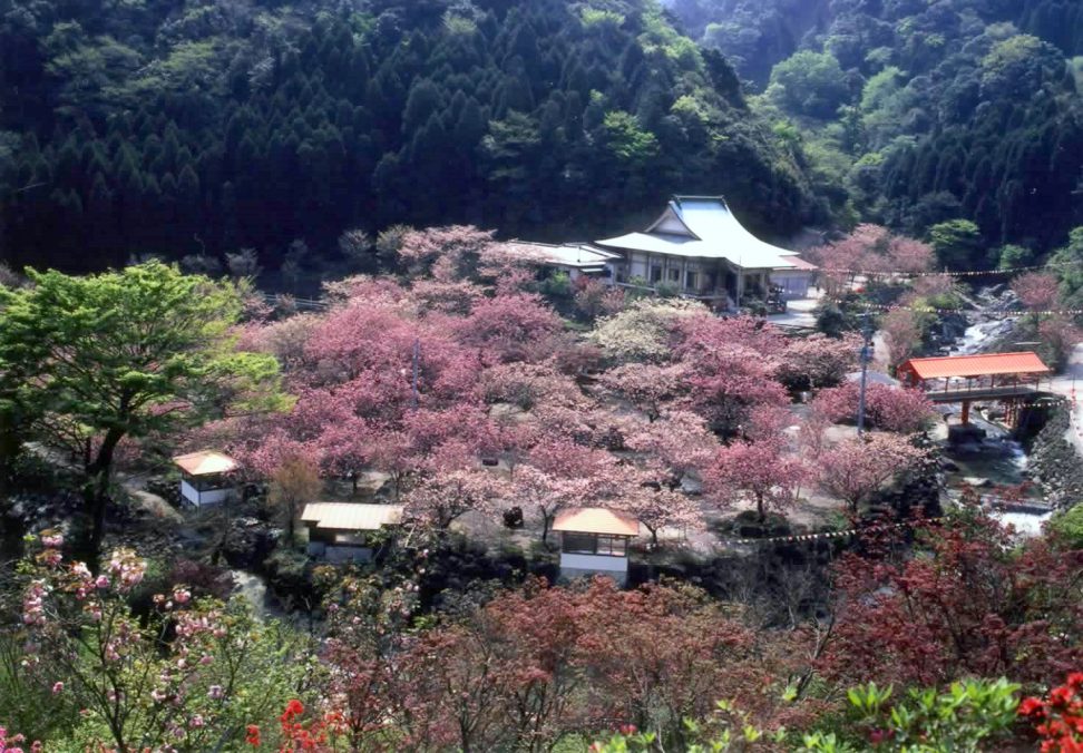 一心寺のぼたん桜と鶴見岳ヤマザクラ・別府温泉