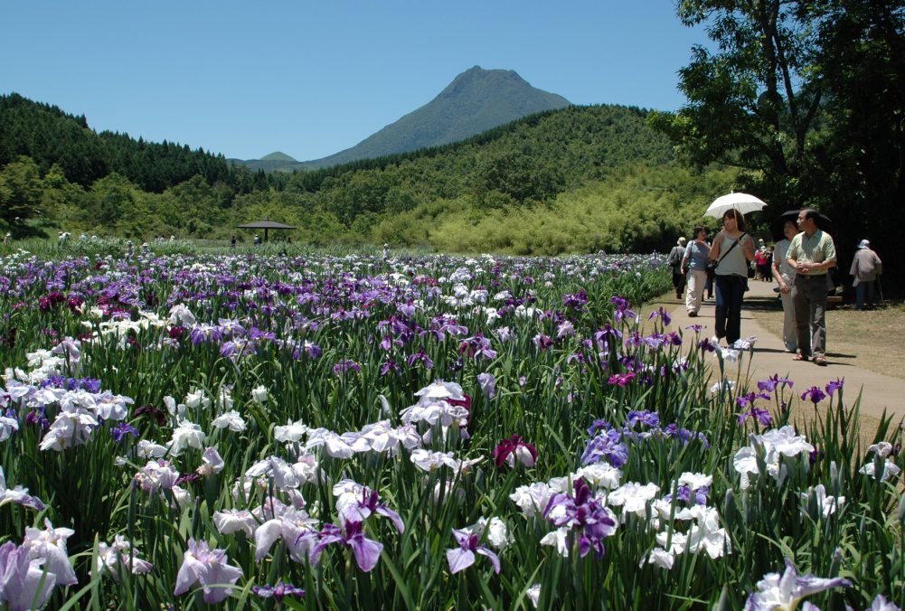 神楽女湖の花しょうぶと鉄輪温泉ぶらり散策