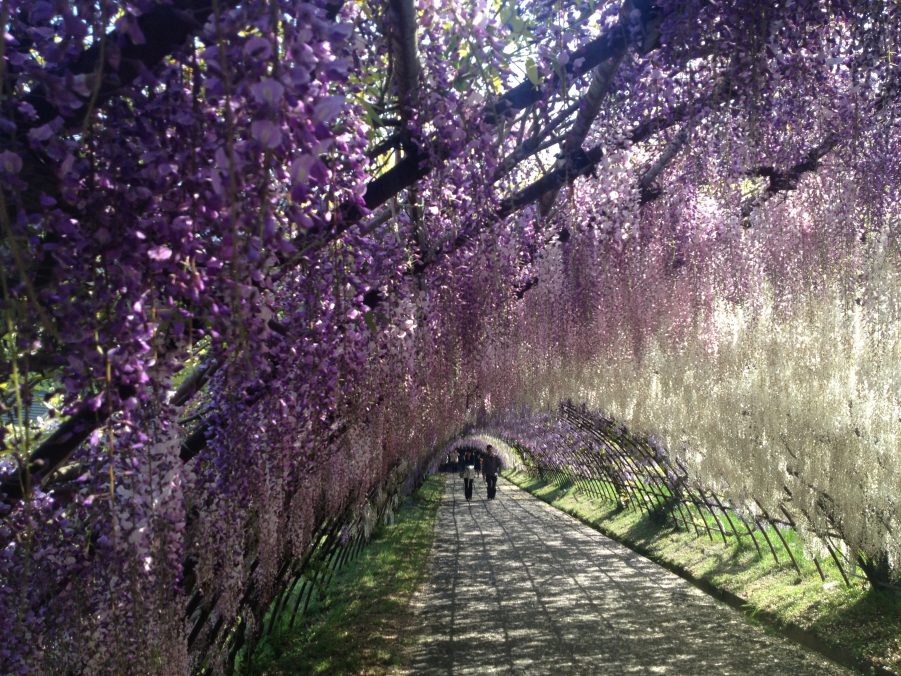 絶景！「河内藤園」藤のトンネルと北九州花めぐり