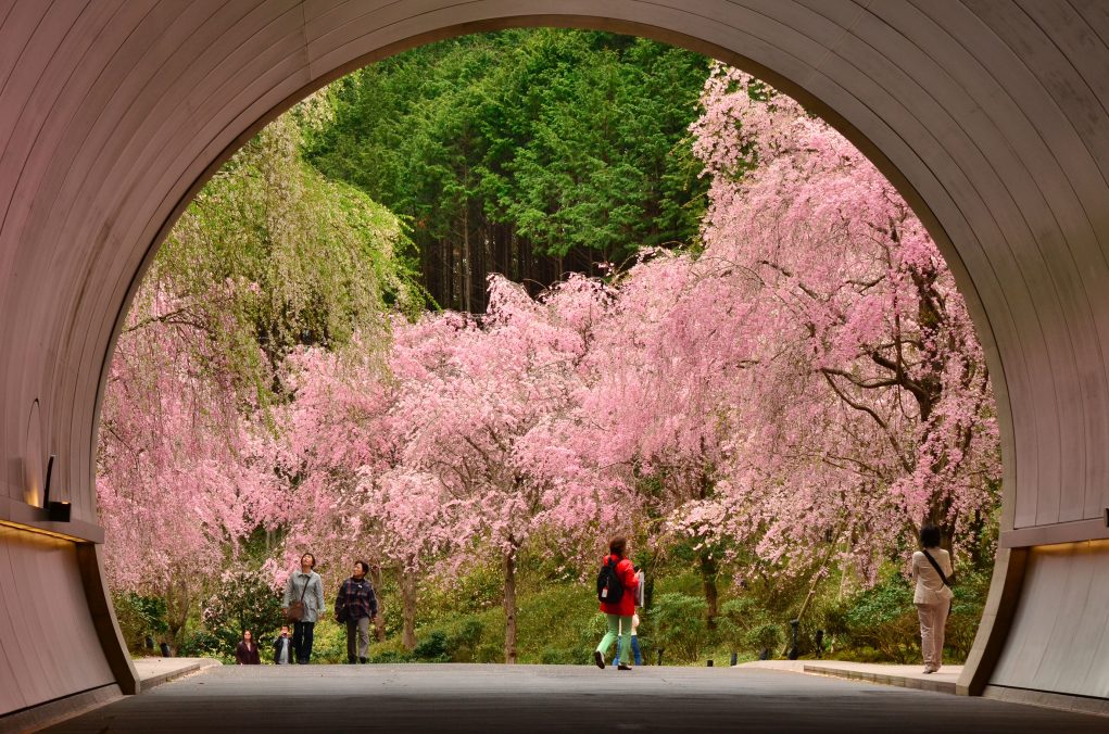 MIHOミュージアムの桜トンネルと石山寺