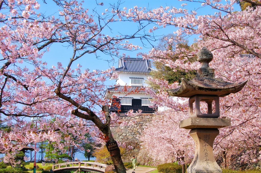 大村公園の桜と白木峰高原の菜の花・島原温泉