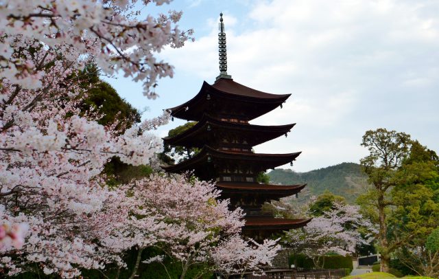 桜の萩八景遊覧船と瑠璃光寺の桜・萩温泉