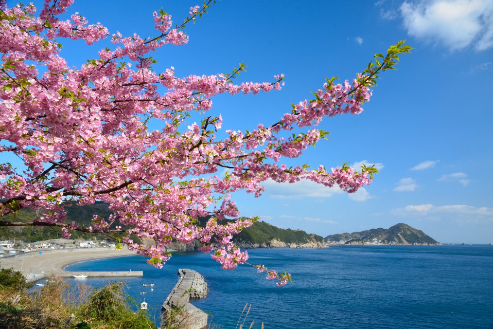佐伯寿司の昼食とつくみ四浦半島の河津桜