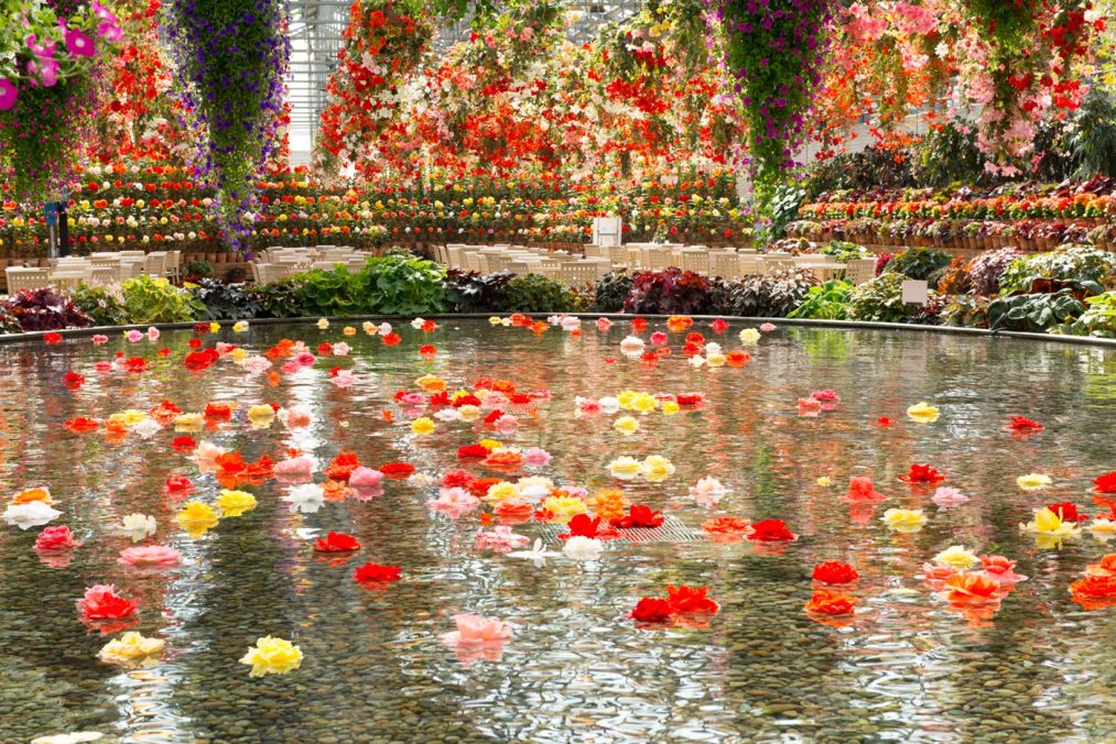 明治・大正の大邸宅「六華苑」となばなの里「ベゴニアガーデン」