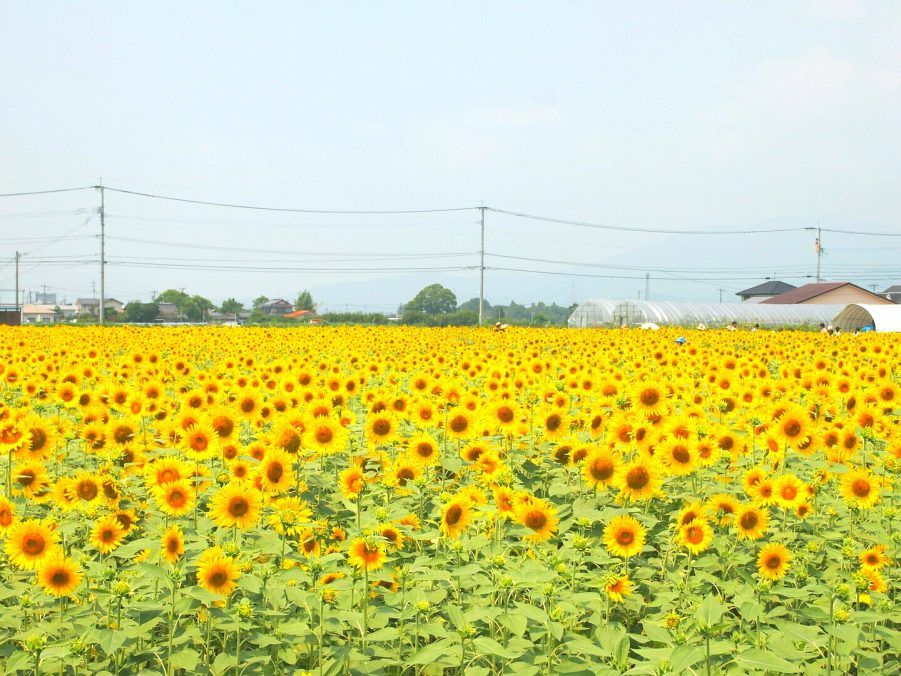 ひょうたん島公園のひまわりと道の駅かみみねでメロン食べ放題