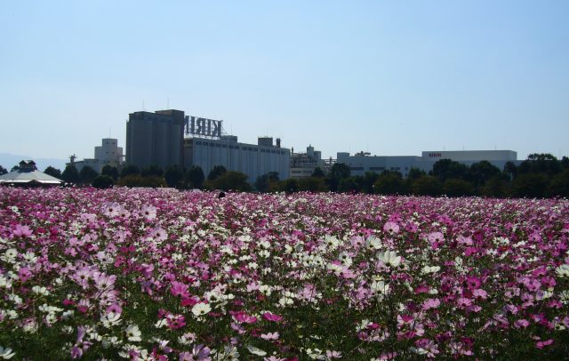 キリンビール福岡工場コスモスといちじく食べ放題！