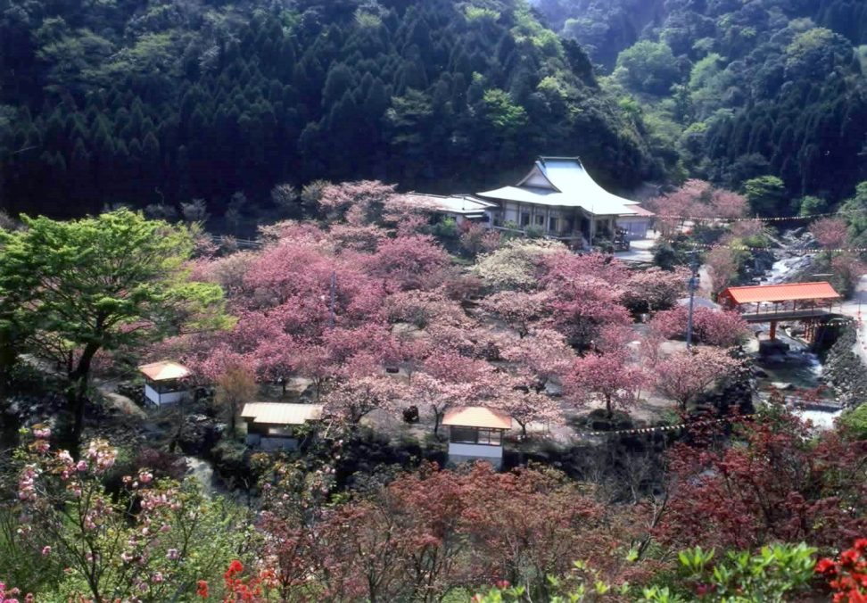 一心寺のぼたん桜と 鶴見岳ヤマザクラ