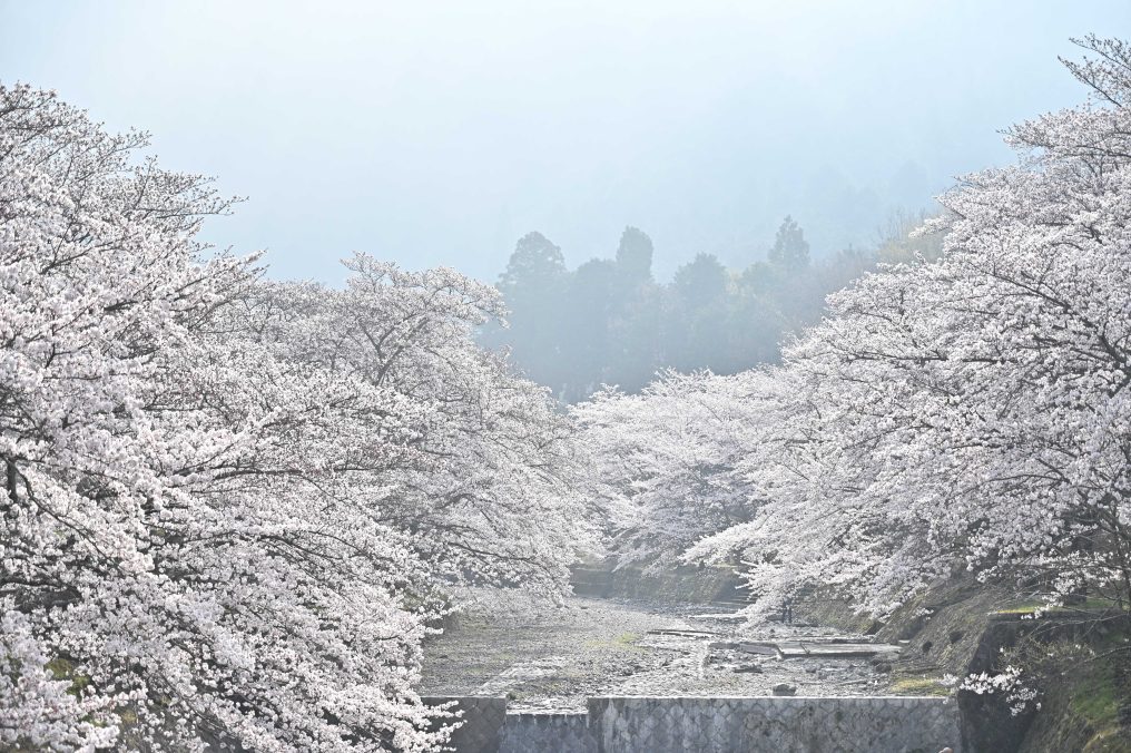七谷川の桜と高蔵寺の御衣黄桜