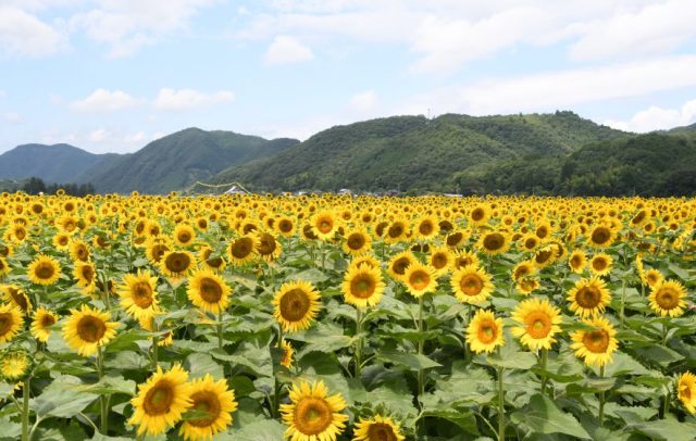岡山ブランド「白桃」狩り体験と南光ひまわり畑