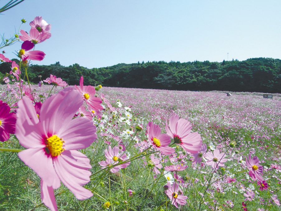 コスモス咲く　くじゅう花公園とタデ原湿原　九重星生温泉・絶景露天風呂