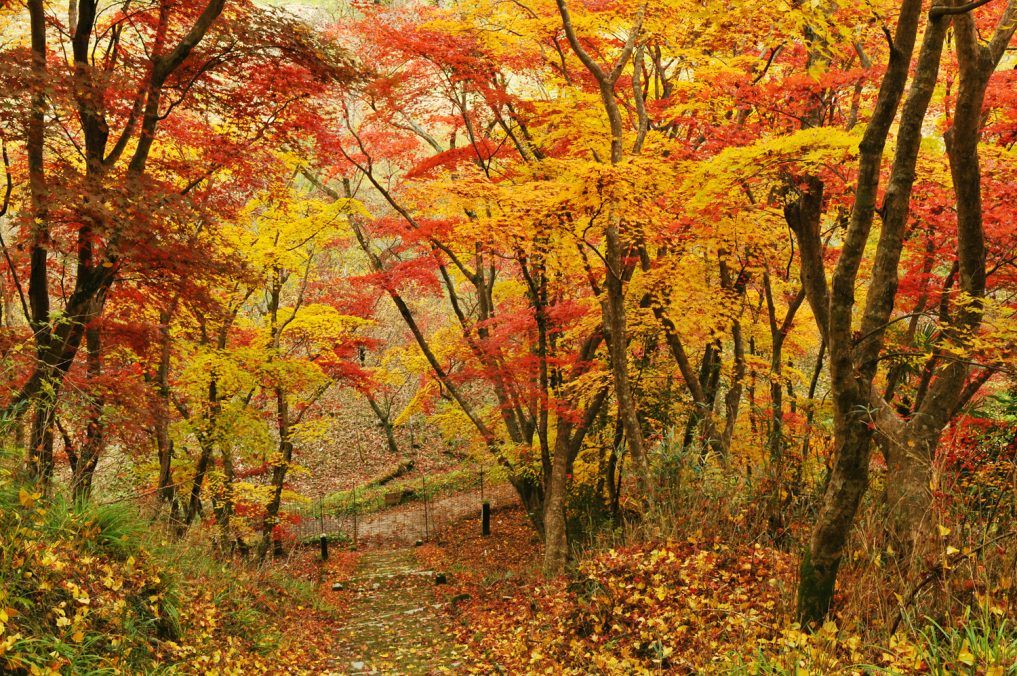 日本三大紅葉の耶馬渓紅葉三昧と金色温泉