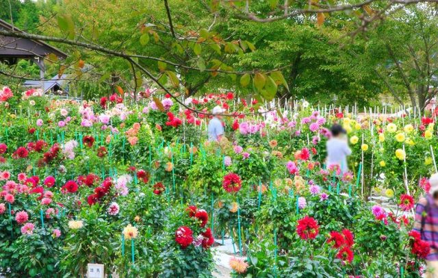 天空のパワースポットと150種類12000本のダリア観賞