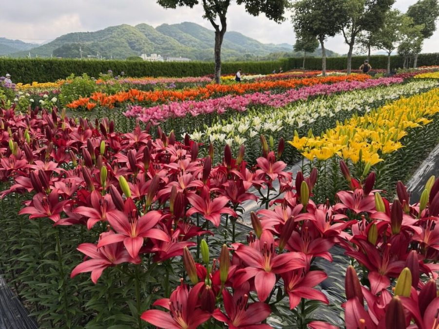 ブランド牛＆花紀行ミステリー