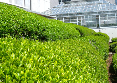 福寿園CHA遊学パークと川勝総本家の漬物教室