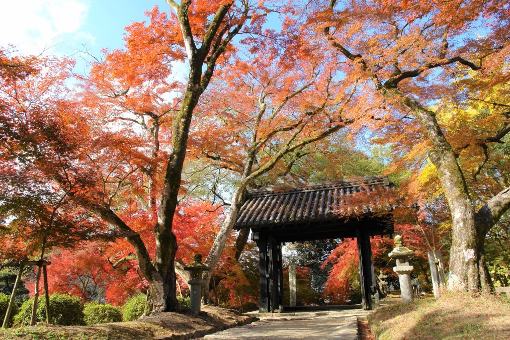 紅葉の秋月城跡と竈門神社 原鶴温泉で昼会席