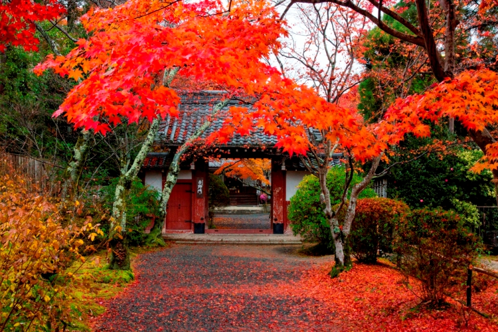 京の紅葉３寺院と 世界遺産の二条城