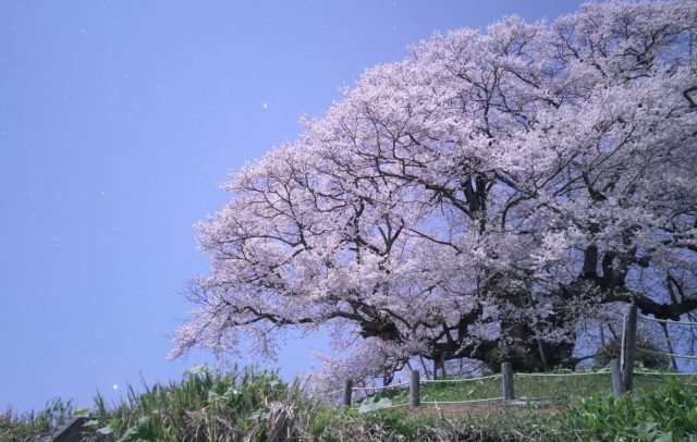 醍醐桜ハイキング