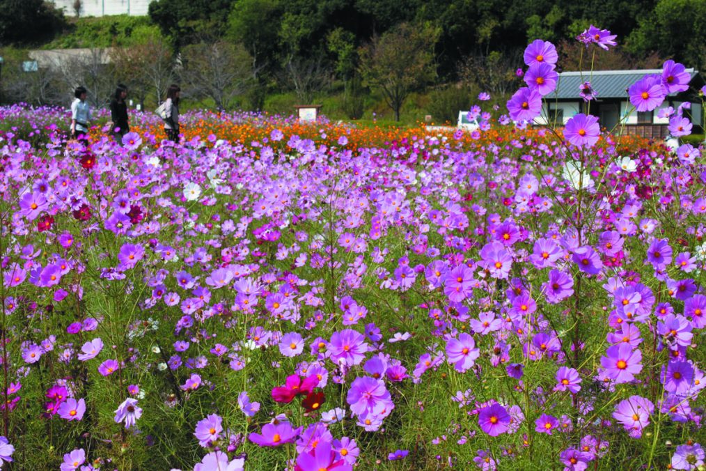 佐賀 金立公園コスモスと柳川川下り・シャインマスカット食べ放題！